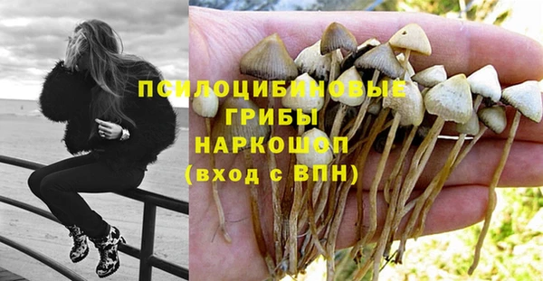 прущие грибы Арсеньев